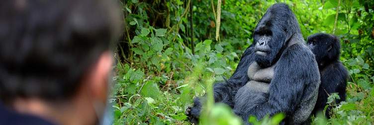 Gorilla Trekking Experience in Volcanoes National Park