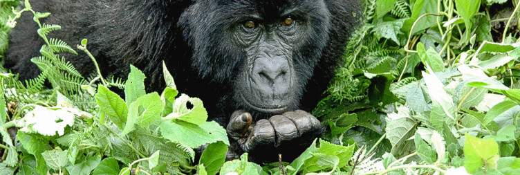 Transfer to Volcanoes National Park with a Visit to the Gorilla Guardians Village