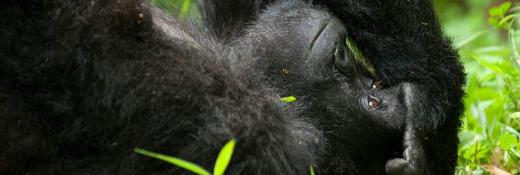 Gorilla Trekking in Volcanoes National Park