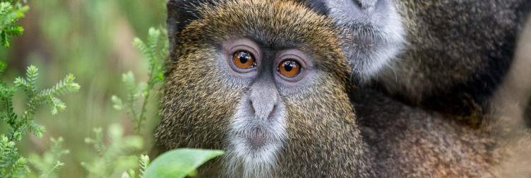 Golden Monkey Trekking, Meet the Oldest Monkey in Primates that is living in Volcano & Virunga Areas
