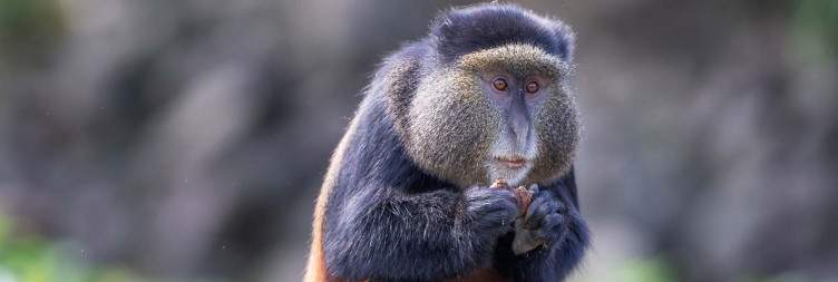 Golden monkey trekking in Volcanoes national park-Also to observe playful primates in bamboo forests