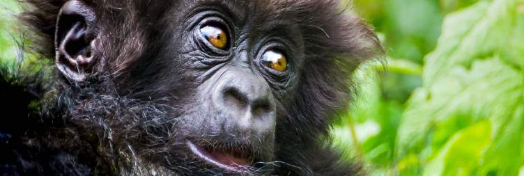 Golden monkey hike