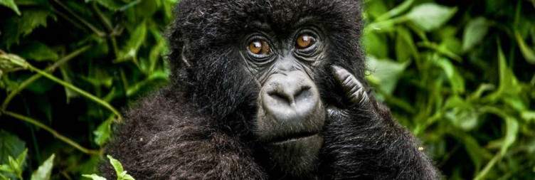Akagera Game Drive and Journey to Volcanoes National Park