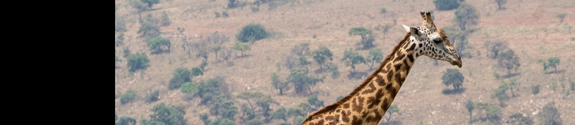 1-Day Akagera National Park Safari