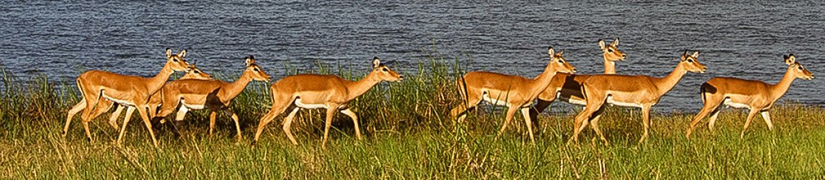 3-Day Akagera, Golden Monkeys & Ibyiwacu
