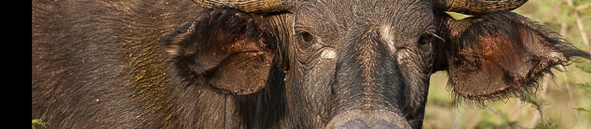 2-Day Wildlife Safari at Akagera National Park