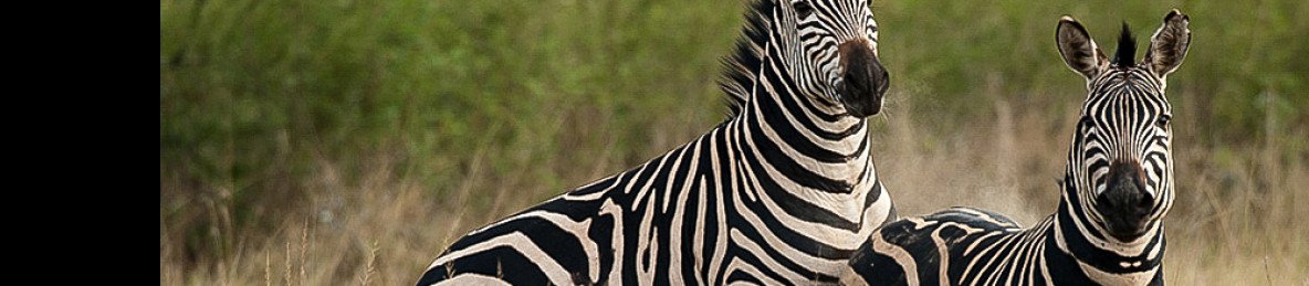 2-Day Akagera Safari Adventure with Sunset Boat Cruise