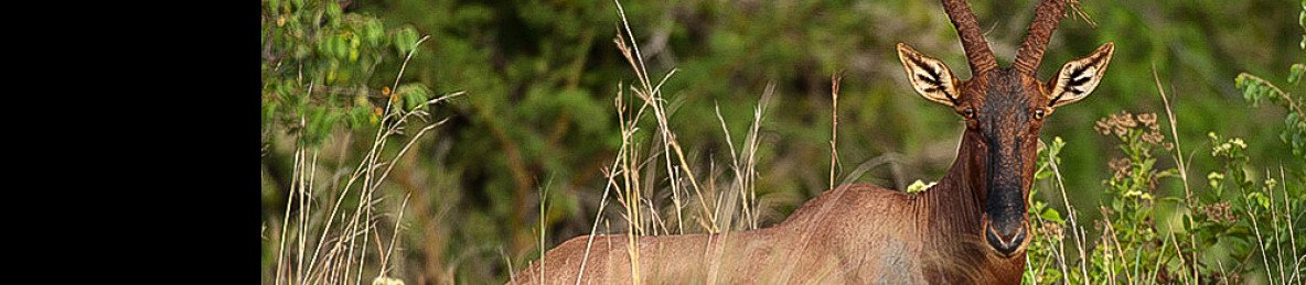 9-Day Akagera NP, Nyungwe, Kivu, and Volcanoes NP Tour