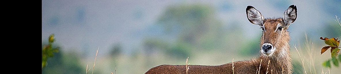 5-Day Rwanda Big Five and Gorilla Safari