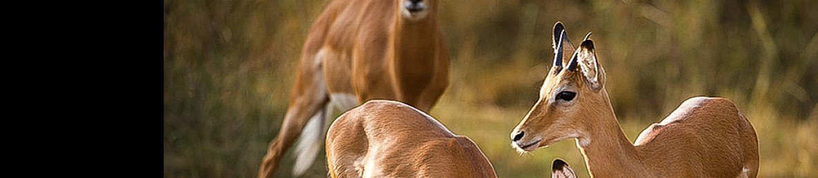 4-Day Wildlife Safari at Akagera National Park