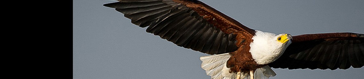 1-Day Big 5 Safari at Akagera National Park
