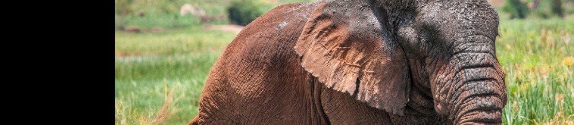 3-Day Come and See Big Five Animals