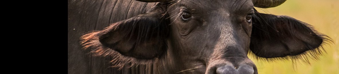 10-Day Classic Rwanda Safari