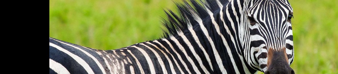 4-Day Rwanda Wildlife Tour &Uganda Gorilla Trekking Trip