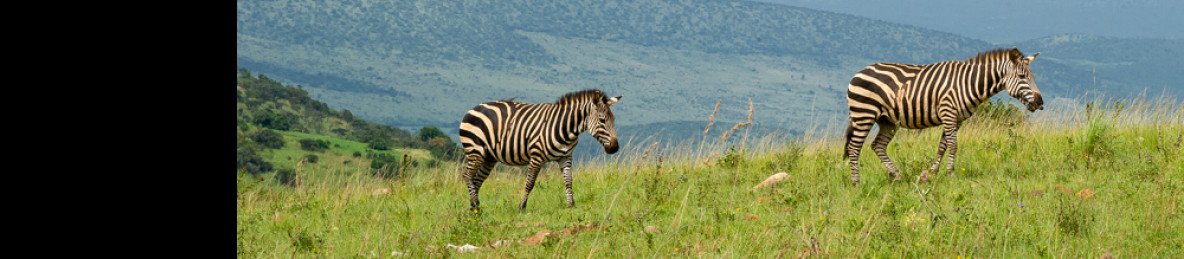 1-Day Akagera National Park Wildlife Experience