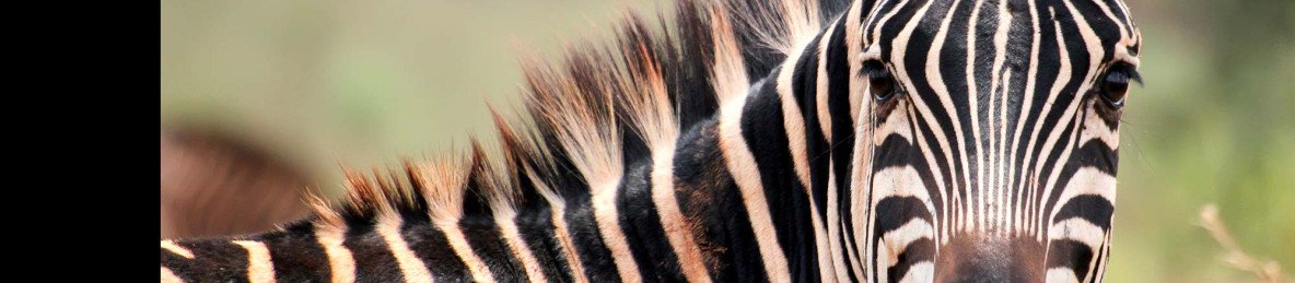 1-Day Akagera National Park Tour