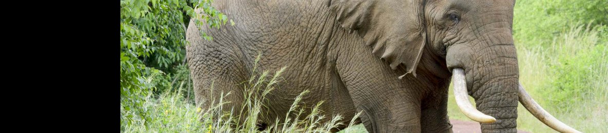 1-Day Akagera National Park Big Five Safari