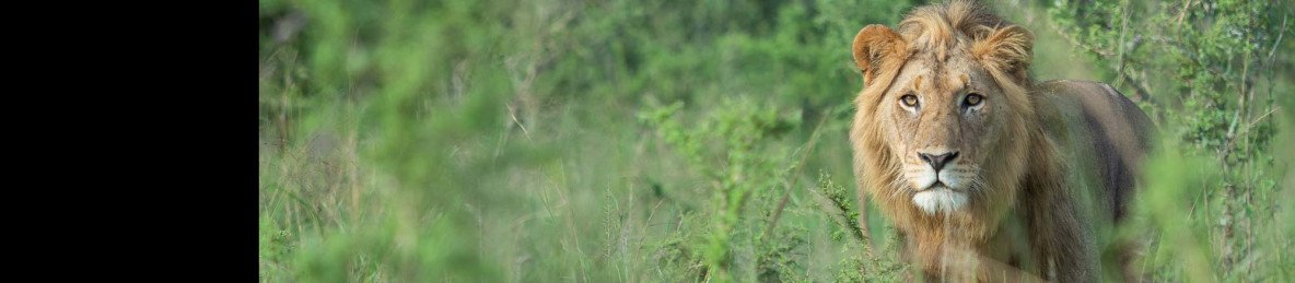 1-Day Big Five Wildlife Safari in Akagera National Park