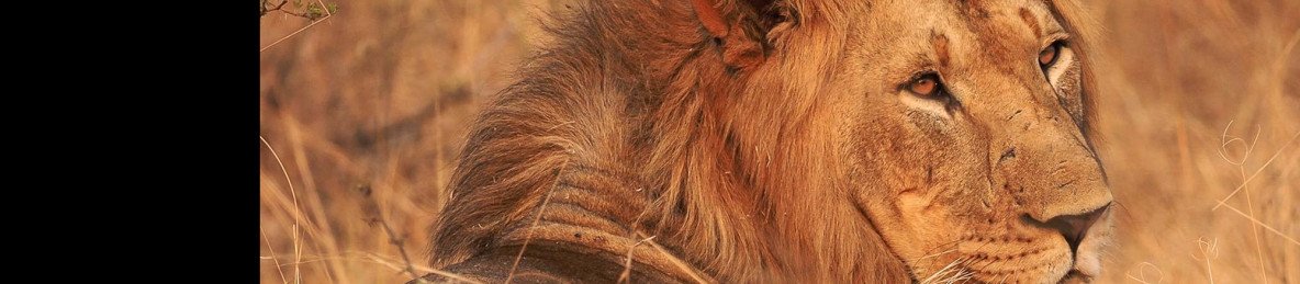 1-Day Akagera Big Five Game Drive