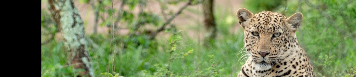 5-Day Safari in Akagera and Gorilla Trekking in Uganda