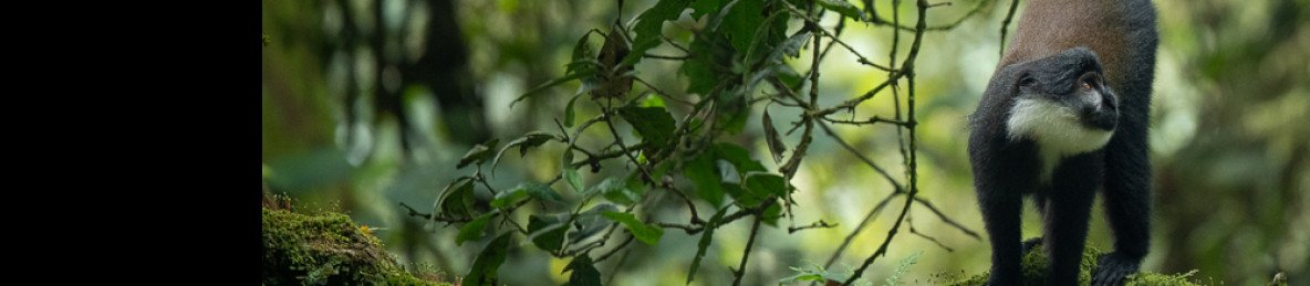 3-Day Nyungwe & Akagera Rwanda Safari