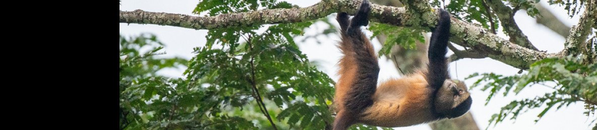 7-Day Rwanda Wild Life Safari & Mountain Gorillas Tour