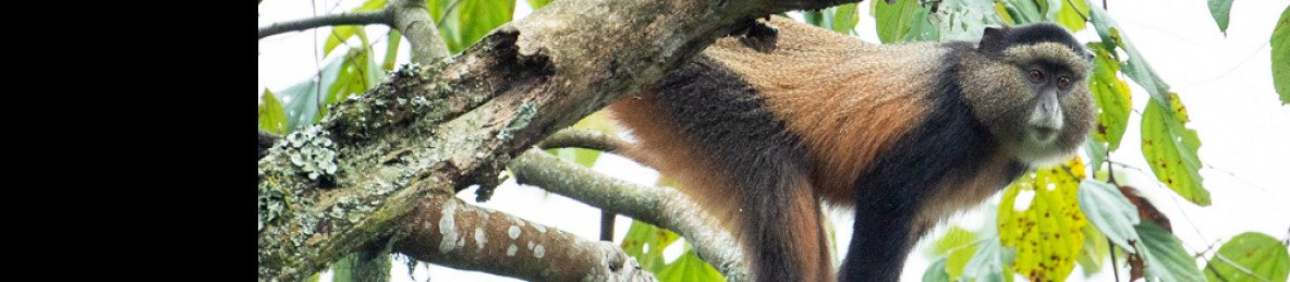 3-Day Rwanda Great Value Primate Adventure