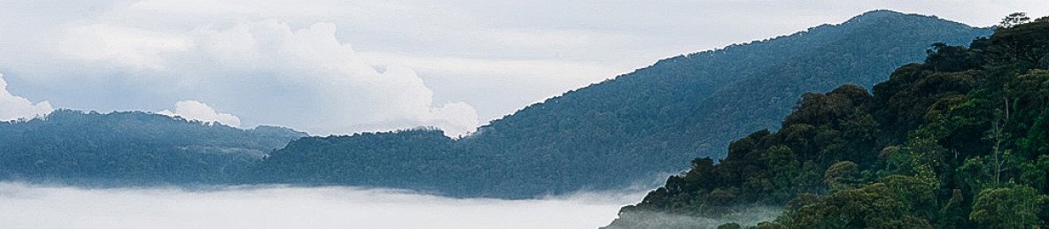 3-Day Nyungwe National Park & Lake Kivu Adventures