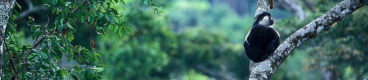 2-Day Nyungwe Park Safari with Chimpanzee Trekking