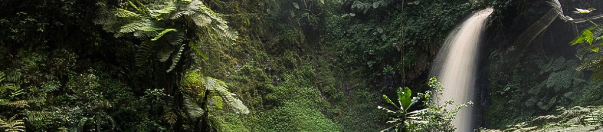 3-Day Chimpanzee Trekking in Nyungwe National Park