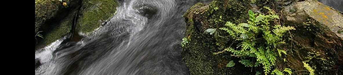 6-Day Chimpanzee & Golden Monkey Trek Trip to Rwanda