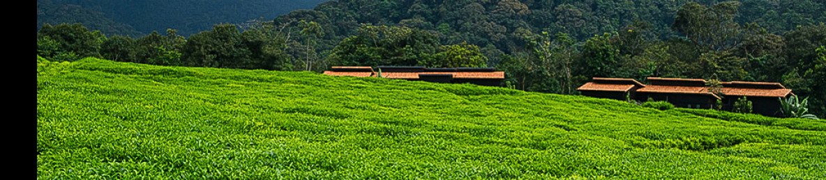 1-Day Nyungwe National Park Canopy Walk Adventure