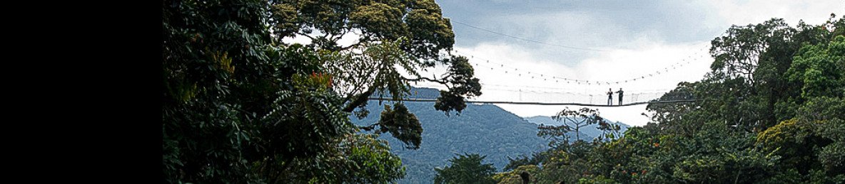 6-Day Rwanda Chimpanzee Trek & Uganda Gorilla Trek Tour
