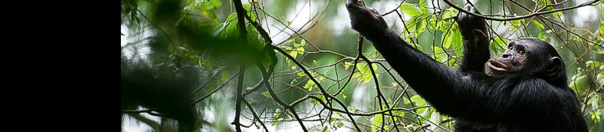2-Day Chimpanzee Trekking and Canopy Walk Adventure