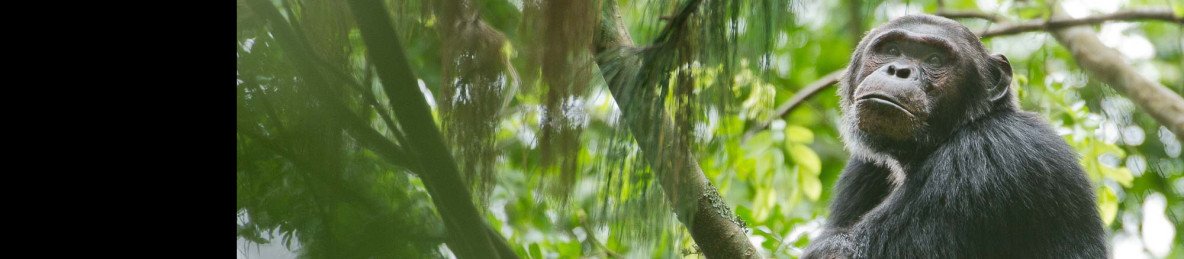 2-Day Rwanda Chimpanzees Trekking Tour