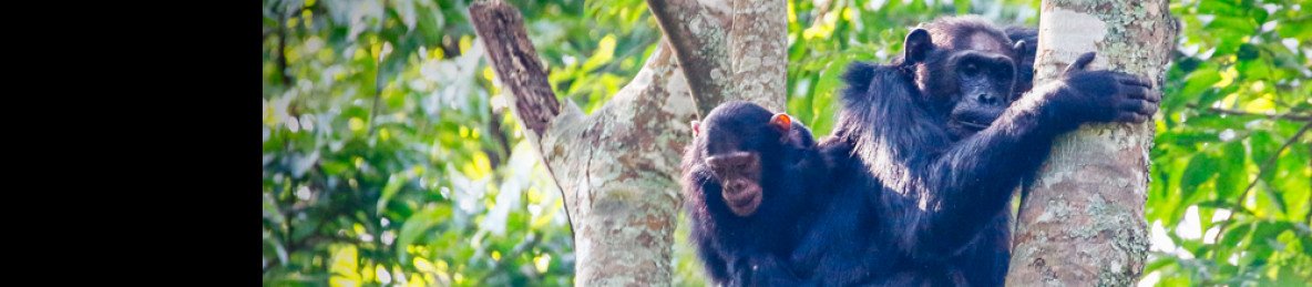 5-Day Rwanda Chimps , Colobus Monkeys & Canopy Walk Tour