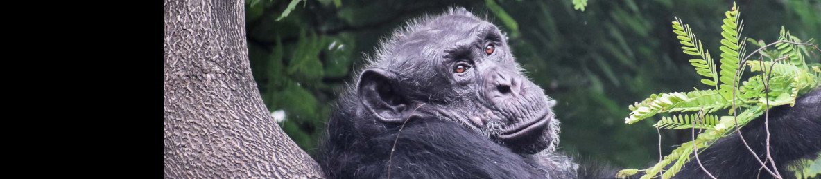 4-Day Discover Nyungwe National Park