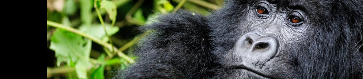 3-Day Gorilla & Golden Monkey Trekking Tour Volcanoes NP