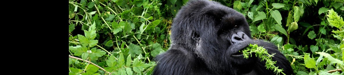 1-Day Gorilla Trekking in Rwanda