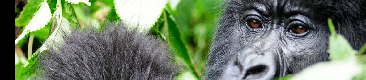 3-Day Gorilla and Golden Monkey Trek with Cultural Visit