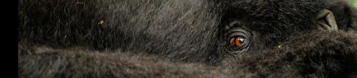 7-Day Rwanda Golden Monkey and Uganda Gorilla Trekking