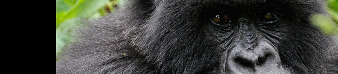 5-Day Kigali City Tour and Gorilla Trekking in Volcanoes