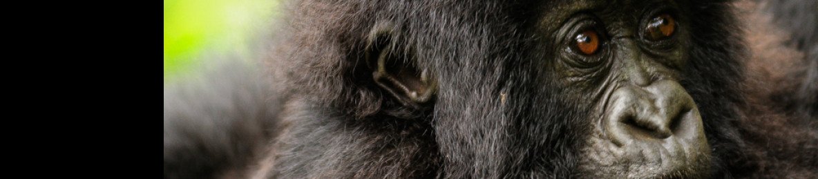 3-Day Double Gorilla Trekking in Rwanda