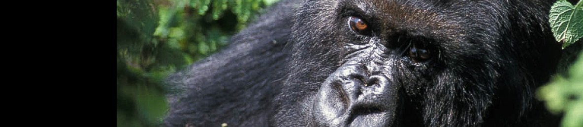 7-Day Uganda Rwanda Gorilla Trekking and Wildlife Tour