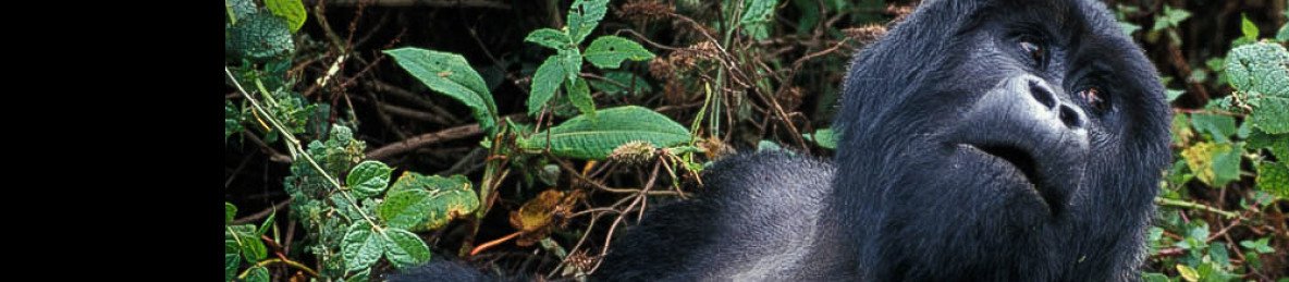 5-Day Gorillas and Golden Monkey Tracking Experience