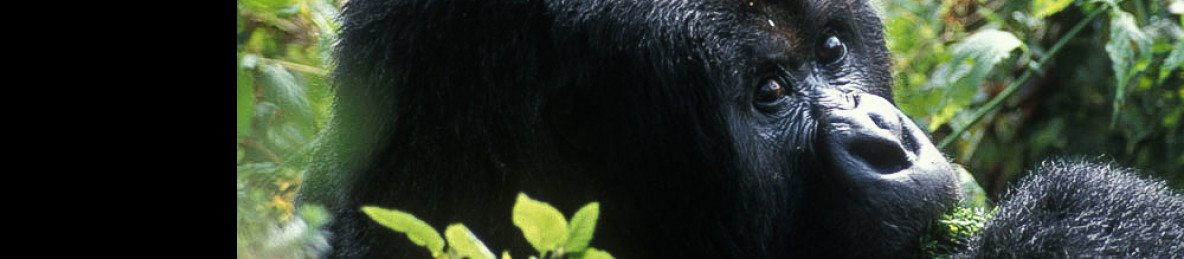 2-Day Gorilla Tracking in Bwindi Impenetrable National P