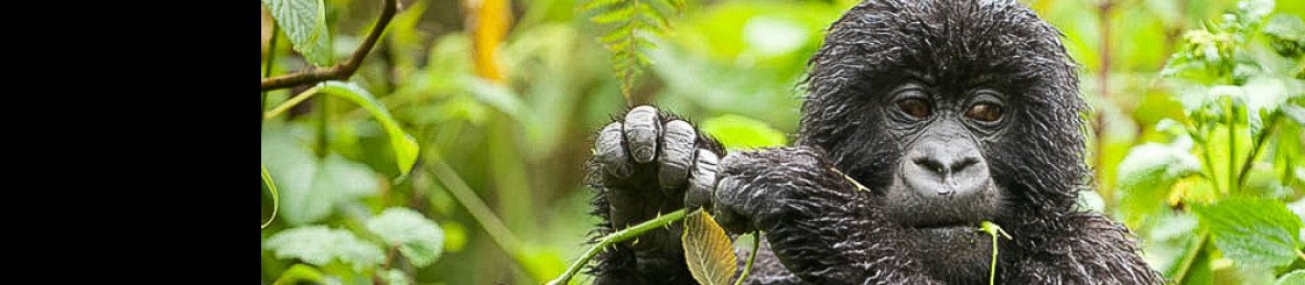 3-Day Rwanda Gorillas and Golden Monkey Trek
