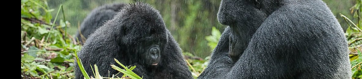 5-Day Rwanda Primates Ultimate Safari