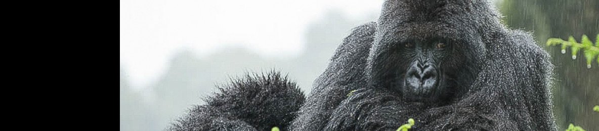 5-Day Gorillas, Wildlife Viewing, and Culture Adventures