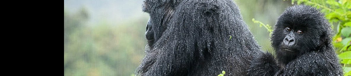 1-Day Gorilla "Wonder Trek" (Kigali to Volcanoes NP)
